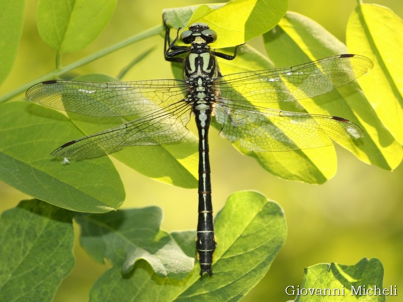 Gomphus vulgatissimus, maschio